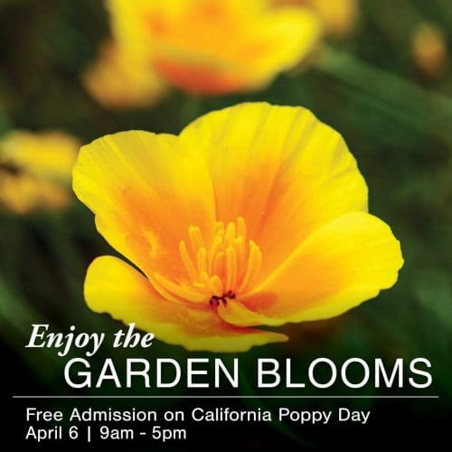 California Poppy Day