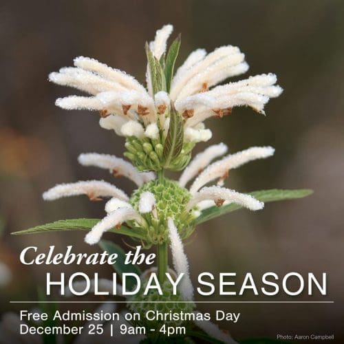 Text: 'Celebrate the Holiday Season', Background: Flowering milkweed with white flowers (photo: Aaron Campbell)