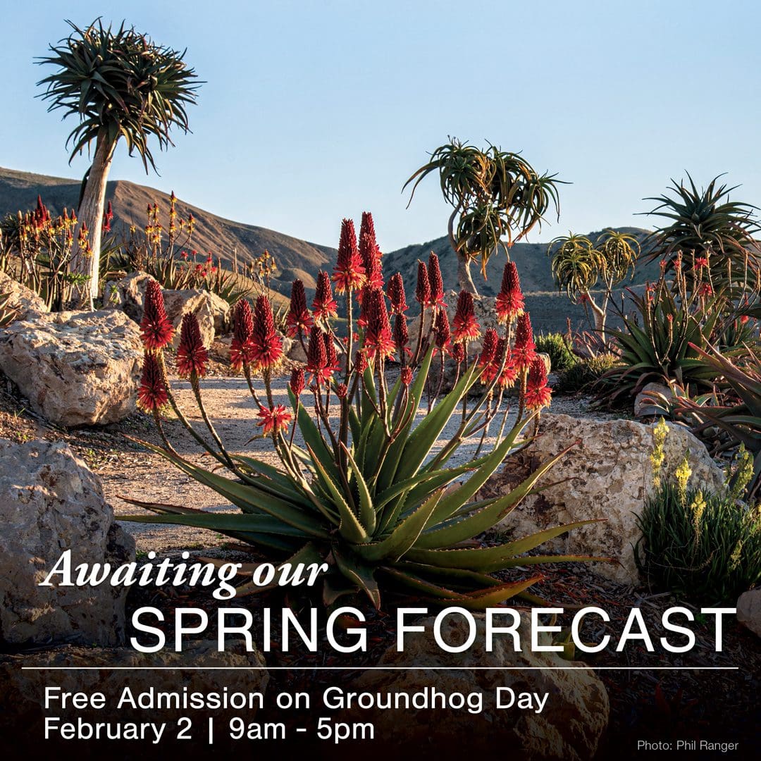 Event: Groundhog Day – Ventura Botanical Gardens