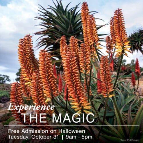 Graphic: Experience The Magic! Free Admission on Halloween