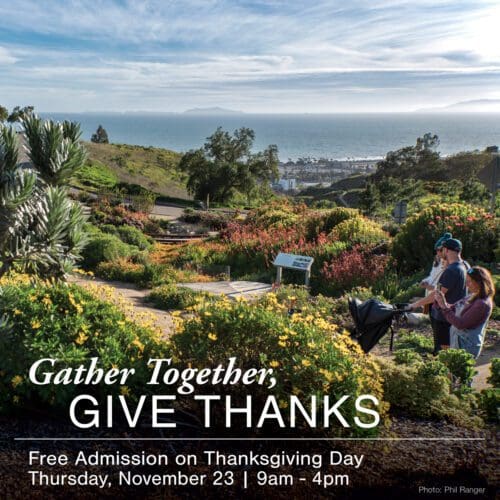 Graphic: Gather Together, Give Thanks... Free Admission on Thanksgiving Day