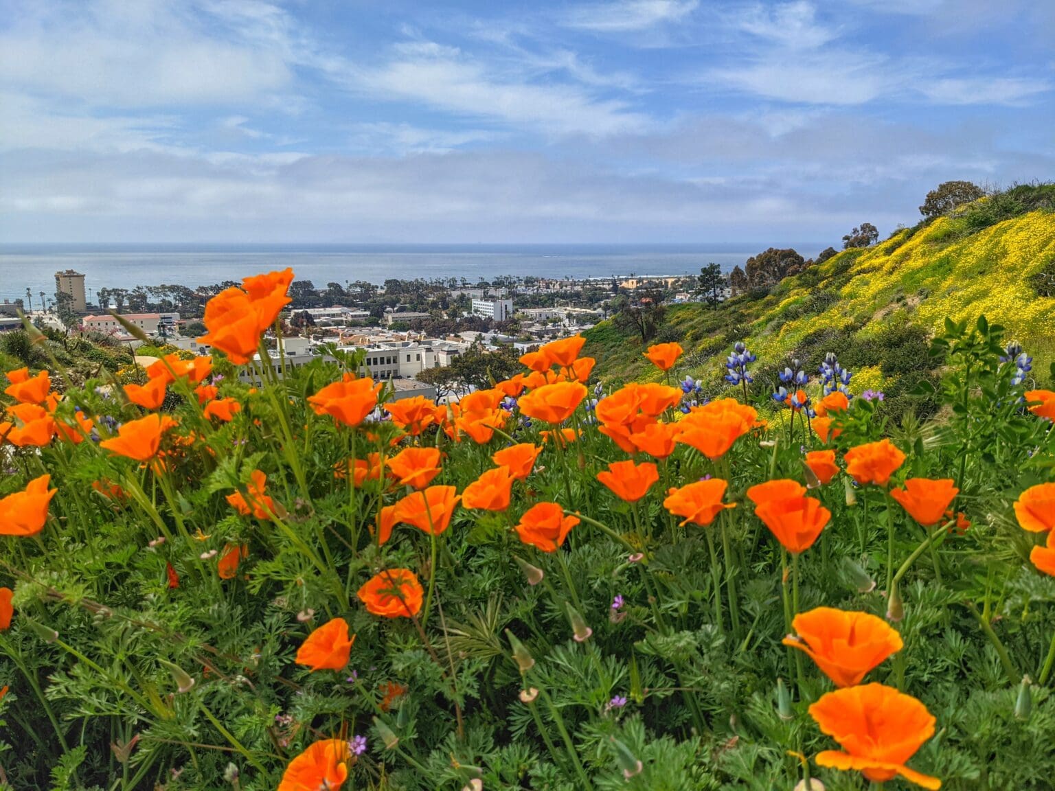 In Bloom Contest – Ventura Botanical Gardens