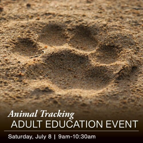 A large animal paw print pressed into the sand highlights an adult education workshop on wildlife and animal tracking happening Saturday, July 8, from 9 AM to 10:30 AM.