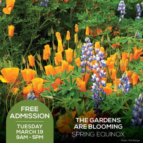 A vibrant garden with orange and purple flowers. Text reads "FREE ADMISSION Tuesday March 19 9AM - 5PM" and "THE GARDENS ARE BLOOMING SPRING EQUINOX." Enjoy the Free Day this Spring Equinox! Photo credit: Phil Ranger.