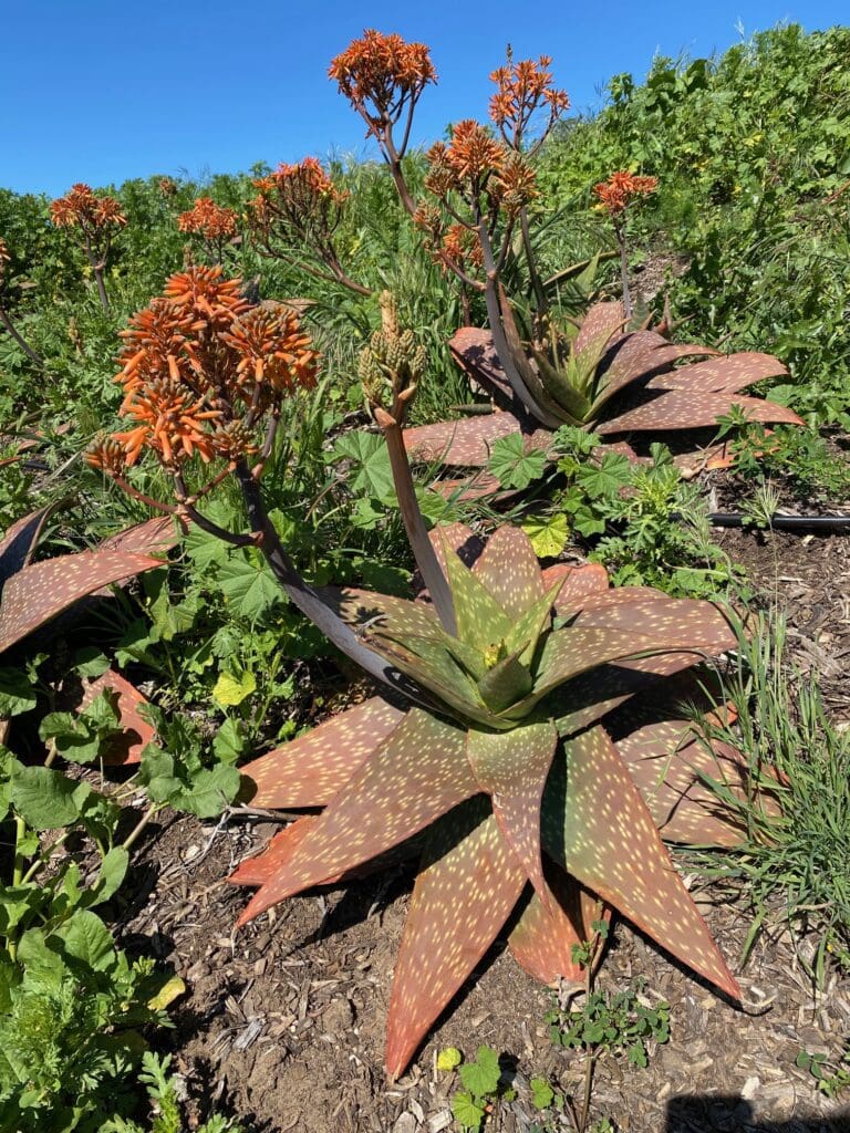 A group of flowering succulents with broad, spiky leaves and tall stalks bearing orange flowers in a garden under a clear blue sky, reminiscent of an artists’ vibrant palette.