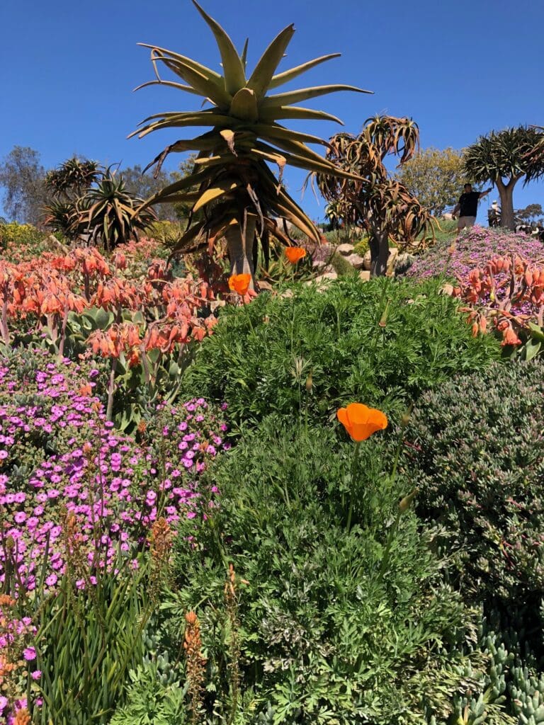 A diverse array of colorful flowers, including orange poppies and pink blooms, grows amidst various green plants under a clear blue sky. Large spiky plants are visible in the background, creating a scene that artists would find truly inspiring for their creative endeavors.