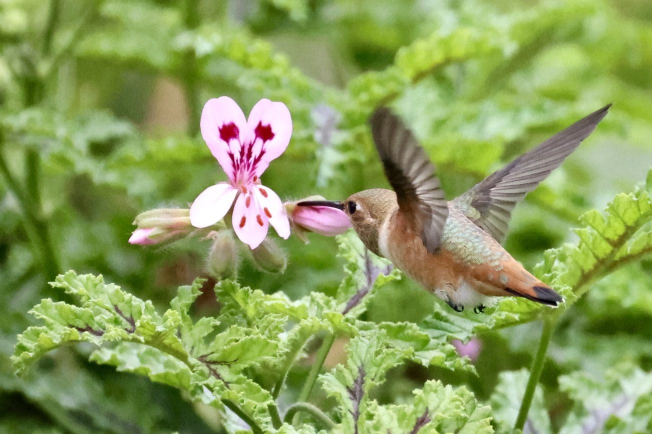 Hummingbird in Gardens