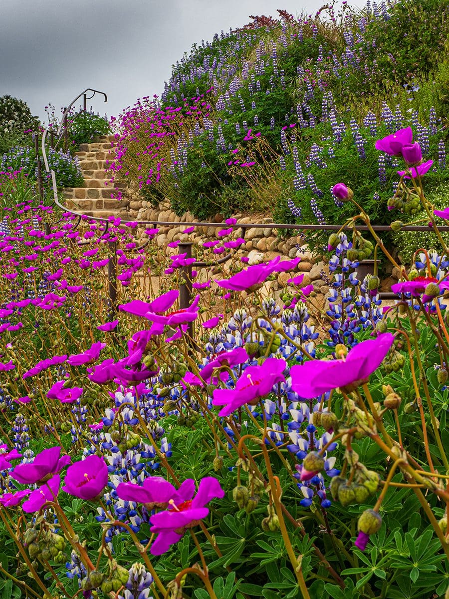 Dan_Harding_Chilean_Garden_1