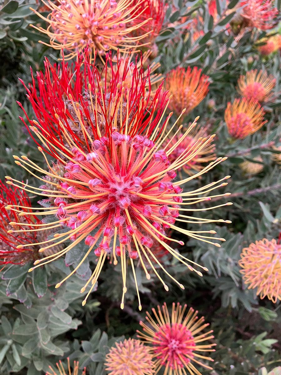 Lee_Mooney_S-African_Garden_1