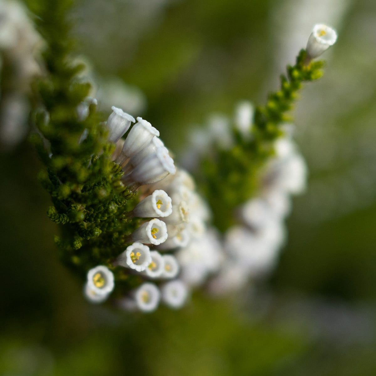 Lukas_Liebischer_Chilean_Garden_2