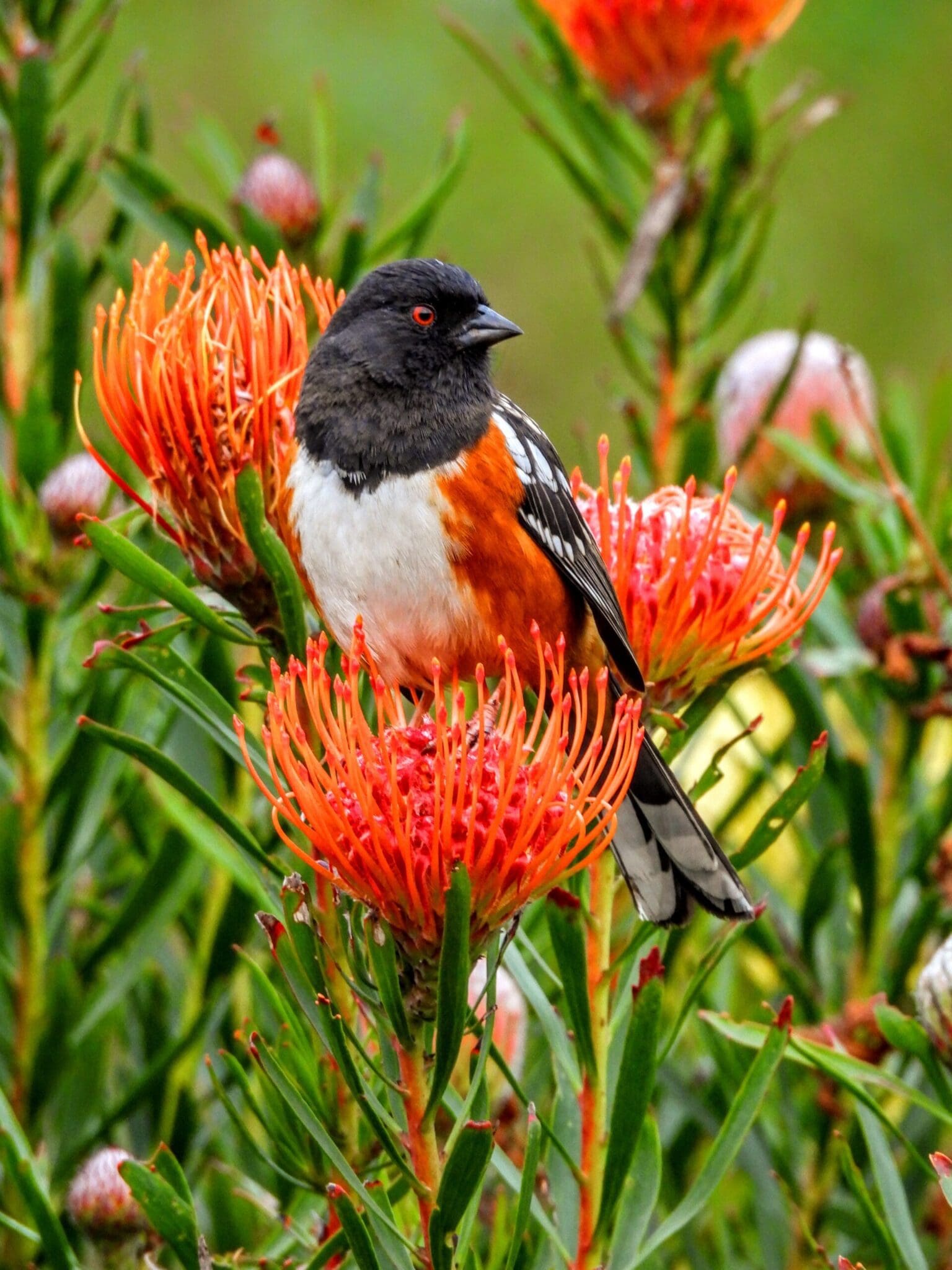 Bird in garden