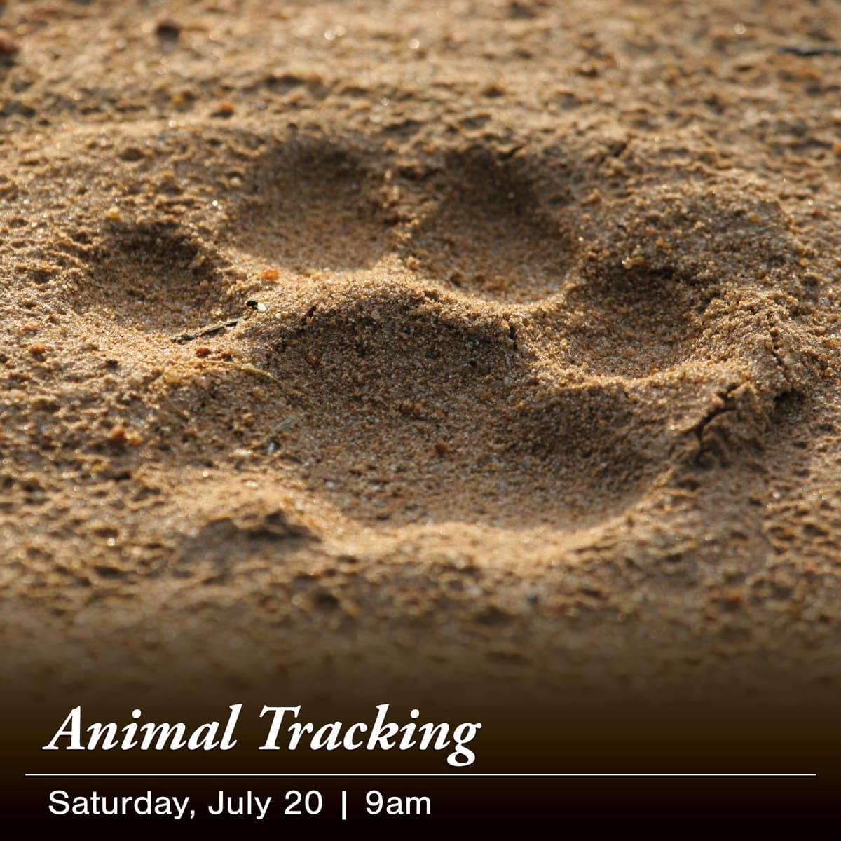 A close-up of an animal paw print in the sand. Text at the bottom reads "Wildlife Tracking Workshop, Saturday, July 20 | 9am, led by Wyatt Harris.