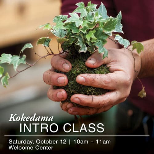 Close-up of hands holding a plant with roots wrapped in moss. Text overlay: "Kokedama Introduction Class, Saturday, October 12, 10am - 11am, Welcome Center.