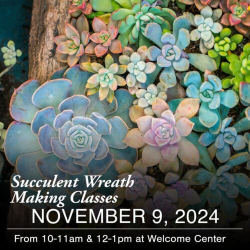 Close-up of various colorful succulents arranged in a wreath shape. Text overlay reads, "Succulent Wreath Making Classes November 9, 2024, from 10-11am & 12-1pm at Welcome Center. Join us for hands-on classes!