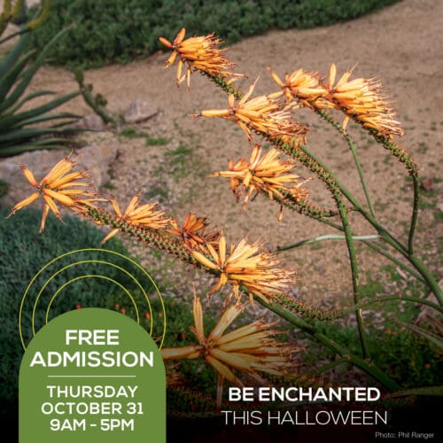 Orange flowers in a garden setting with text promoting free admission on Thursday, October 31, from 9 AM to 5 PM. Be Enchanted This Halloween and enjoy this Free Day in the magical surroundings of nature.