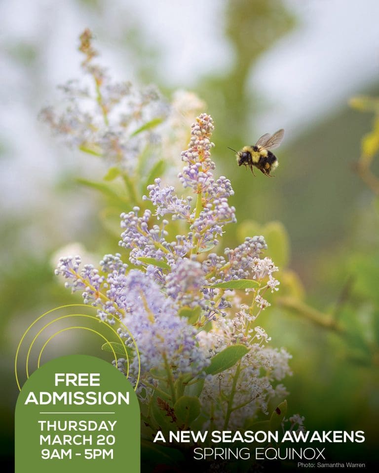 A bee buzzes near vibrant purple flowers, highlighting the allure of a Free Day at the Spring Equinox event on Thursday, March 20. Join us from 9 AM to 5 PM for a mesmerizing celebration of natures renewal.