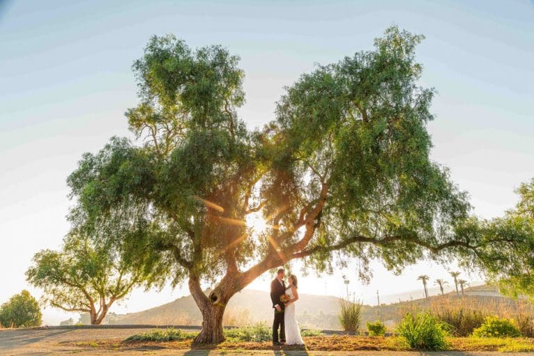 A couple stands under a large tree at sunset, part of the enchanting In Bloom Contest, with the suns rays gently filtering through the branches.