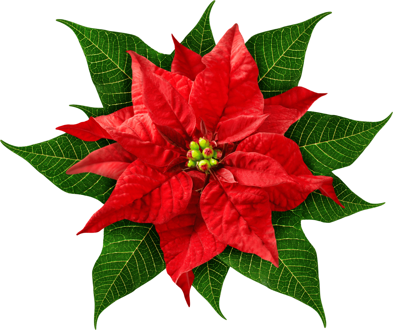 A poinsettia plant with bright red bracts and green leaves arranged in a star pattern, viewed from above on a white background, makes a striking addition to any Holiday Flower Exhibit.