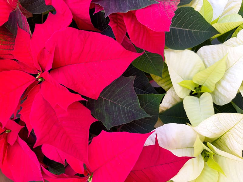 Red and white poinsettia plants with large, colorful leaves are displayed side by side in this stunning Poinsettia Exhibit.