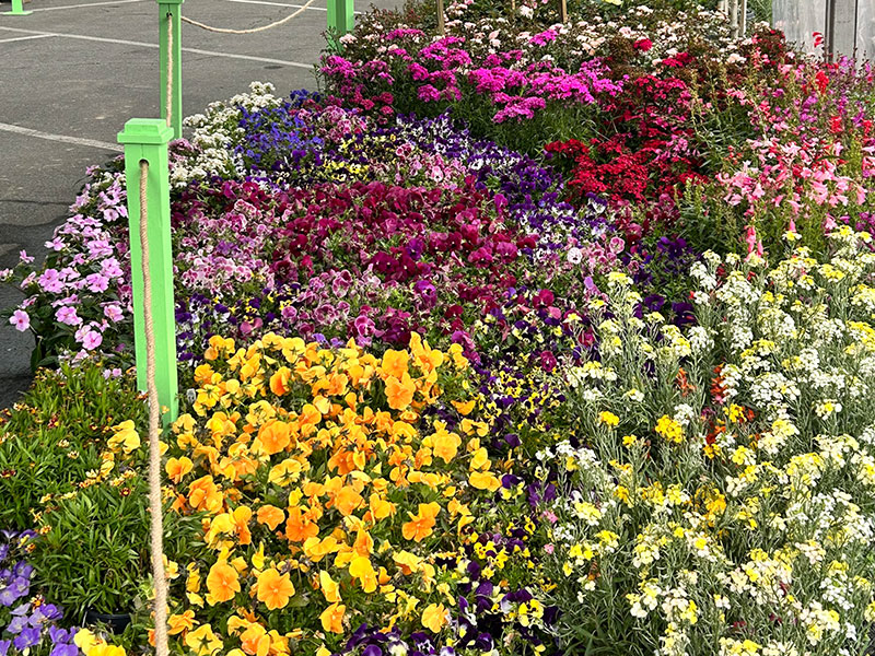 VBG_FlowerShow_2026_FlowerSuppliest